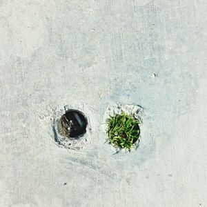 High angle view of plant growing on sand