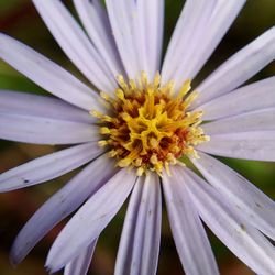 Close-up of flower head