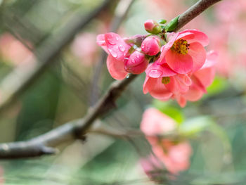 Close-up of pink flowers blooming on tree