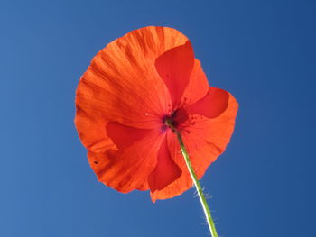 Low angle view of orange flower against blue sky