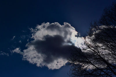 Low angle view of trees against blue sky