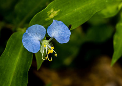 Close-up of purple flowering plant