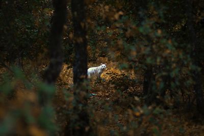 View of a cat on field