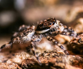 Close-up of spider