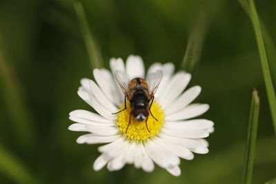 Close-up of bee pollinating on flower