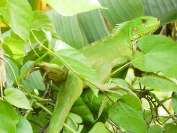 Close-up of green iguana on leaves