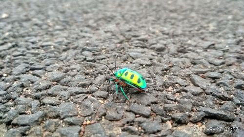 Close-up of insect