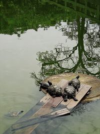 High angle view of crocodile in lake