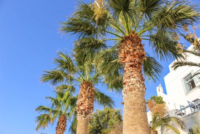 Low angle view of palm tree against blue sky