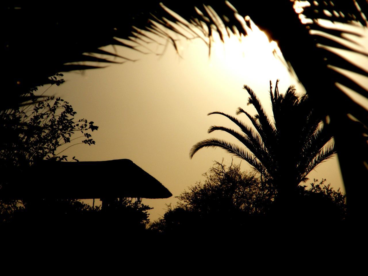 silhouette, palm tree, tree, sunset, low angle view, clear sky, growth, nature, tranquility, sky, outline, sun, tree trunk, beauty in nature, branch, tranquil scene, no people, dark, outdoors, scenics