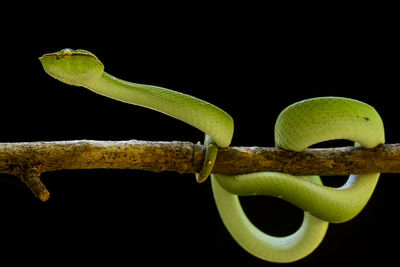 Close-up of green leaf against black background