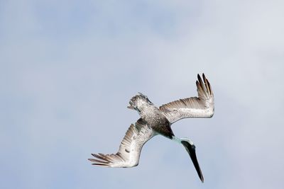 Low angle view of pelican flying against clear sky