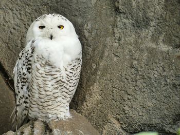 Close-up of owl perching on wall