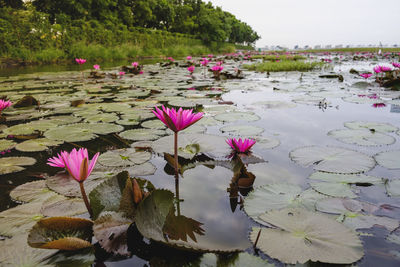 Pink lotus water lily in lake