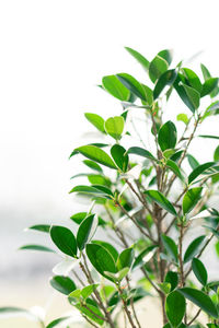 Close-up of plant against white background