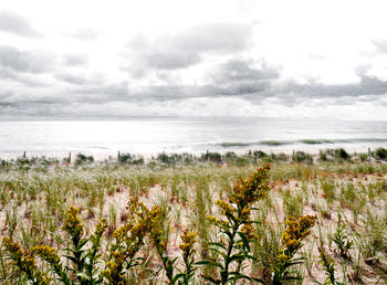 Scenic view of flowering plants on land against sky