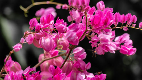 Close-up of pink cherry blossoms