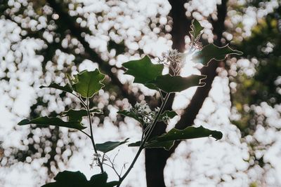 Low angle view of flowering plants on tree