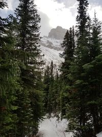 Pine trees in forest against sky during winter