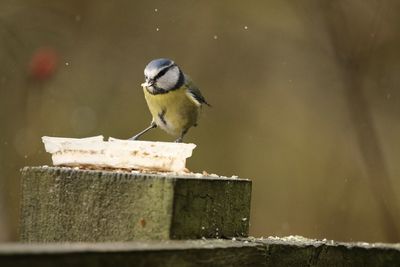 Close-up of bluetit in rain