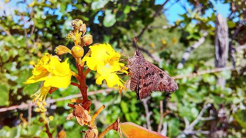 Close-up of butterfly on flower