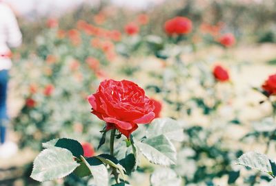 Close-up of red rose on field