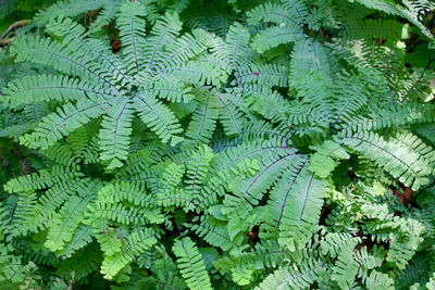 Close-up of fern leaves