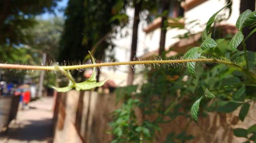 Close-up of fresh green plant