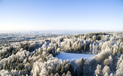 Scenic view of pine trees on snow covered field against clear sky