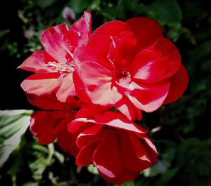 Close-up of red hibiscus blooming outdoors