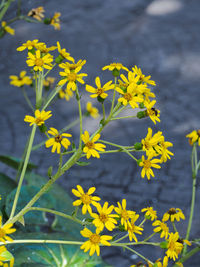 Close-up of yellow flowering plant