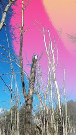 Low angle view of bare trees against blue sky