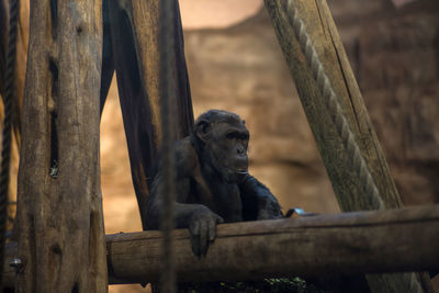 Monkey sitting on wood in zoo