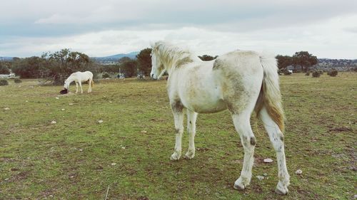 Horses standing in farm