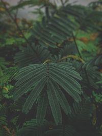 High angle view of fresh green leaves in forest