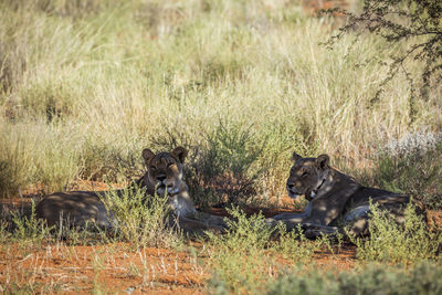 Two african lioness with radio collar lying down in kgalagadi transfrontier park, south africa