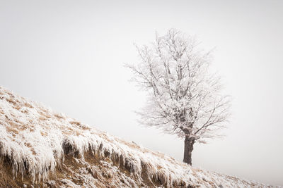 Bare tree on snow covered land against clear sky