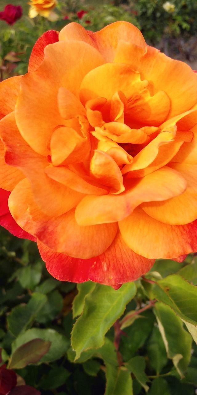 plant, flower, flowering plant, freshness, petal, beauty in nature, close-up, fragility, inflorescence, flower head, growth, nature, orange color, leaf, plant part, yellow, no people, day, rose, focus on foreground, outdoors, botany, springtime, garden roses, blossom