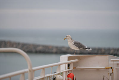 Seagull perching on railing against sea