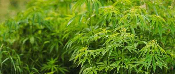 Full frame shot of fresh green plants