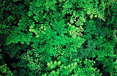 Full frame shot of green leaves