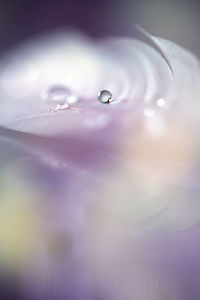 Close-up of wet purple flower