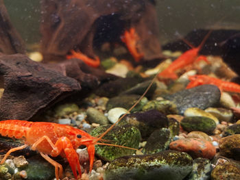 Close-up of crab in sea