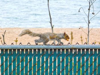 View of squirrel on railing