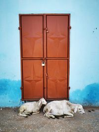 View of a dog with closed door