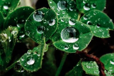 Close-up of wet plant leaves during rainy season