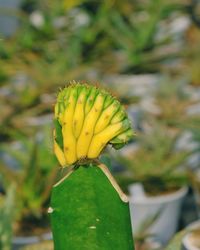 Close-up of yellow cactus flower
