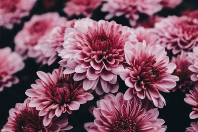 Close-up of pink dahlia