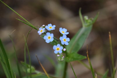 Close-up of white flowering plant on field