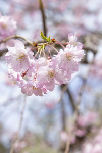 Close-up of pink cherry blossoms